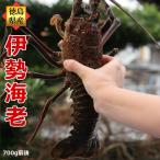 . Исэ город море .700g×1 хвост натуральный лангуст рефрижератор нет,.. Tama . доставка Tokushima префектура производство День почитания пожилых людей прямая поставка от производителя 