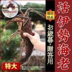 . Исэ город море .900g×1 хвост рефрижератор нет,.. Tama . доставка Tokushima префектура производство День почитания пожилых людей прямая поставка от производителя натуральный лангуст 