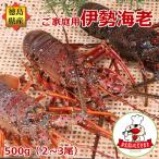 .. Tama . доставка есть перевод Исэ город море .(2~3 хвост .500g минут количество указание не возможно ) Tokushima префектура производство прямая поставка от производителя 