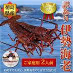 .. Tama . доставка есть перевод Исэ город море .300g×1 хвост Tokushima префектура производство День почитания пожилых людей . для бытового использования натуральный лангуст прямая поставка от производителя 
