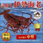 .. Tama . доставка есть перевод Исэ город море .400g×1 хвост Tokushima префектура производство День почитания пожилых людей . для бытового использования натуральный лангуст прямая поставка от производителя 