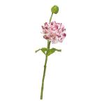  искусственный цветок a-tifi автомобиль ru цветок la наан kyulas×1...×1 mauve белый a-34615-055w [asca Aska ]