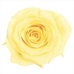 ローズ・かのん・Ｍ　モーニングイエロー  do005202-501  ローズ　バラ【東京堂】