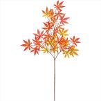[ зеленый leaf суккулентное растение клен клен ]. гора клен OR|YEL fg001893-zzz 0[ Tokyo .]
