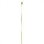 [ консервированный цветок pli вынос руля pli вынос руля ]pli вынос руля цвет GREEN fg010300-zzz[ Tokyo .]