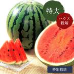 6月上旬出荷 鳥取 大栄侍スイカ 特大サイズ ハウス栽培 特別栽培 奥田農園 鳥取スイカ