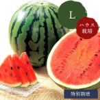 6月上旬出荷 鳥取 大栄侍スイカ Lサイズ ハウス栽培 特別栽培 奥田農園 鳥取スイカ
