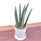 観葉植物　サンセベリア・スタッキー　ボタニーポット入り