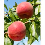 桃橘内さんの桃さくら白桃3kg送料...