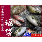 [送料無料]ギフト向け　店長入魂「日本海鮮魚の福袋」中身はおまかせの鮮魚セット