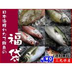 [送料無料]店長入魂「お得意様満足」日本海鮮魚の福袋　[当店人気No.1 中身はおまかせの鮮魚セット]