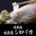 日本海境港産シロイカ特大3杯セット　ギフト　お中元（送料無料）