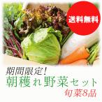 野菜セット Yahoo!店　鹿児島県　朝穫れ野菜セット約8品　送料無料　YM農法で育てた安心安全な野菜セット　鹿児島から直送