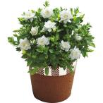 【母の日専用】ガーデニア鉢植え 宅配商品