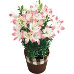 【母の日専用】ユリ鉢植え シュガーラブ 宅配商品