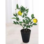【母の日専用】レモン鉢植え 宅配商品