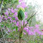 筆葉限定 こしあぶら 500g 天然山菜 