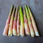  корень изгиб бамбук . бамбук 2kg натуральный дикоросы .. высота гора производство Gifu префектура высота гора город 