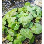  натуральный лист васаби 500g натуральный дикоросы лист гора . Hanayama ... высота гора производство 