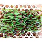  натуральный ... реальный 1kgmiz. . корзина .. ламинария .. высота гора производство 