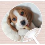 . собака *. кошка веер "uchiwa" серии [ Beagle ]