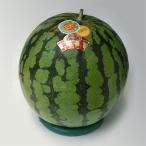  Tanba . гора большой гора арбуз 8~9kg