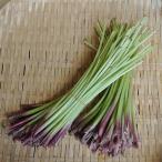  гора .(....) дикоросы Tanba . гора производство 