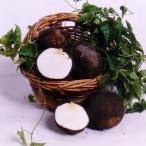  Tanba гора. клубень ( Tanba . гора производство ) превосходящий товар в коробке ..1kg