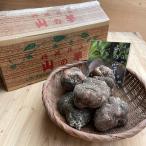  Tanba гора. клубень ( Tanba . гора производство ) super товар большой в коробке 8kg