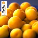[かをり梅 蘭麝」 完熟梅　5kg 福井県産 樹上完熟梅 送料無料 梅干し用 完熟梅 生梅 うめ 自然落下梅 黄金の梅 の子品種