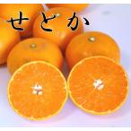 せとか みかん 訳あり 10kg 傷/黒点アリ品 愛媛県産　おすすめ