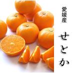 ショッピングせとか 贈答用 せとか みかん 優品 約5kg （10-12個を2箱） 愛媛県 せとか ギフト
