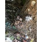  обычный ..(. дерево культивирование ) 1kg