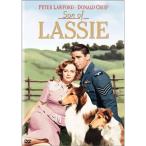  название собака lasi-/lasi-. ..DVD