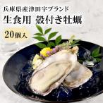 生食用 牡蠣 兵庫県産 20個 殻付き ギフト プレゼント 贈り物 のし お祝い 遅れてごめんね 母の日 2024 ギフト