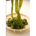  стебель . черепаха ( соль ..) 200g