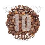 [ семена ]atenia вспомогательный стартер lifo задний Adenia subsessilifolia 10 шарик l. корень растения ko- Dex редкий madaga Skull реальный сырой 