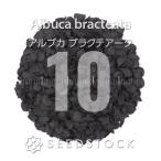 [ семена ]arub Cubra ktea-taAlbuca bracteata 10 шарик l луковица растения Como chi транспортировка декоративное растение .. растения реальный сырой 