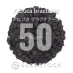 [種子] アルブカ ブラクテアータ Albuca bracteata 50粒…