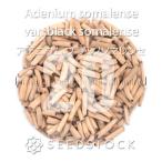 [ семена ]atenium черный soma Len seAdenium somalense var. black somalense 20 шарик l. корень растения ko- Dex 
