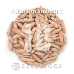 [種子] アデニウム アラビカム 10粒｜SEEDSTOCK