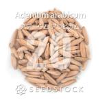 [種子] アデニウム アラビカム 20粒｜SEEDSTOCK