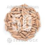 [種子] アデニウム アラビカム 50粒｜SEEDSTOCK