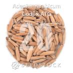 [ семена ]ateniumgojix ATG Adenium arabicum Godji x ATG 20 шарик l. корень растения начинающий предназначенный 