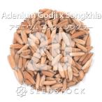 [ семена ]ateniumgojixson кулер Adenium Godji x Songkhla 20 шарик l. корень растения реальный сырой начинающий предназначенный 
