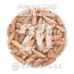 [ семена ]ateniumgojix Jade браслет Adenium Godji x Jade Bracelet 20 шарик l. корень растения ko- Dex песок 