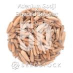 [ семена ]ateniumgojix изумруд браслет Adenium Godji x Emerald Bracelet 50 шарик l. корень растения ko-te