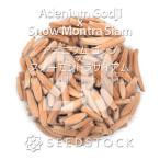 [ семена ]ateniumgojix snow mon тигр носорог amAdenium Godji x Snow Montra Siam 20 шарик l. корень растения ko- Dex 