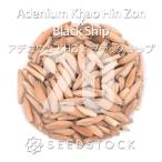 [ семена ]ateniumKHZ x Black Ship 20 шарик l. корень растения ko- Dex песок .. роза hybrid реальный сырой 