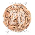 [ семена ]ateniumgojix большой non Adenium Godji x Big Nong 20 шарик l. корень растения ko- Dex песок .. роза hybrid 